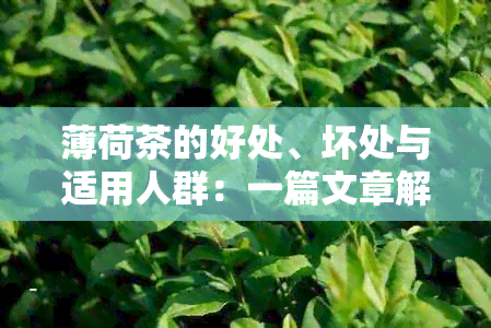 薄荷茶的好处、坏处与适用人群：一篇文章解答您的疑惑