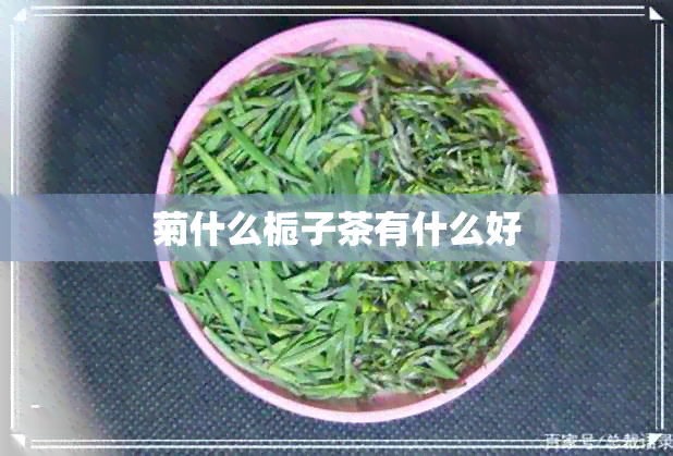 菊什么栀子茶有什么好