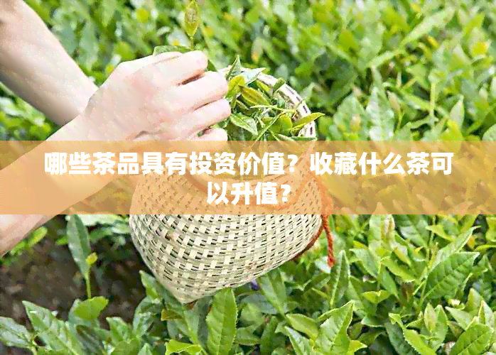 哪些茶品具有投资价值？收藏什么茶可以升值？