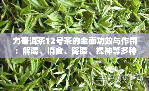 力普洱茶12号茶的全面功效与作用：解渴、消食、降脂、提神等多种好处