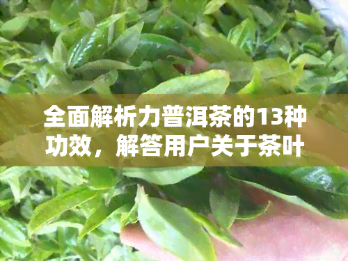 全面解析力普洱茶的13种功效，解答用户关于茶叶的所有疑问