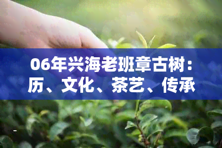 06年兴海老班章古树：历、文化、茶艺、传承与珍稀茶叶之美