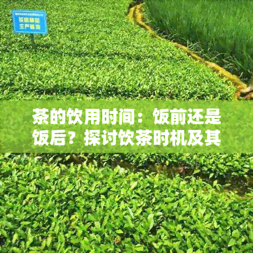 茶的饮用时间：饭前还是饭后？探讨饮茶时机及其对消化的影响