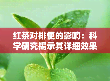 红茶对排便的影响：科学研究揭示其详细效果与益处