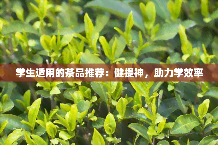 学生适用的茶品推荐：健提神，助力学效率