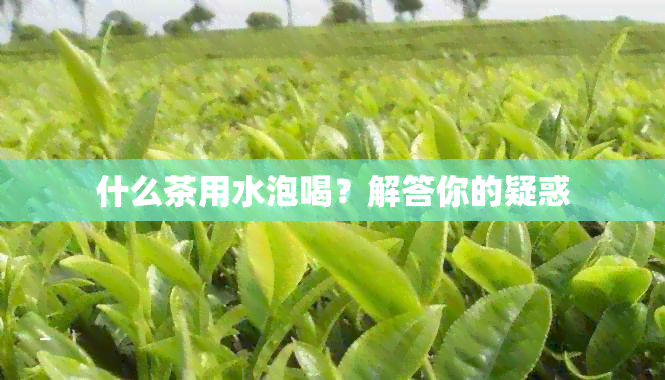 什么茶用水泡喝？解答你的疑惑