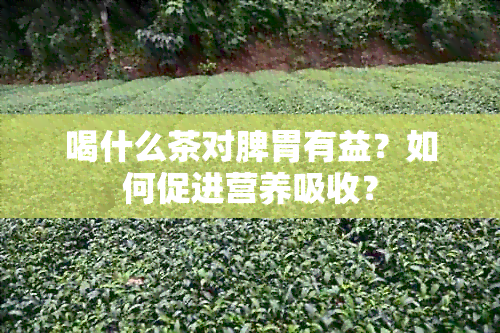 喝什么茶对脾胃有益？如何促进营养吸收？