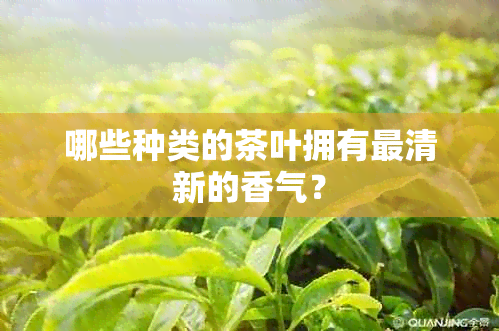 哪些种类的茶叶拥有最清新的香气？