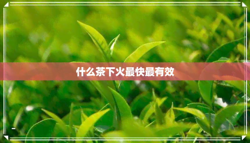 什么茶下火最快最有效