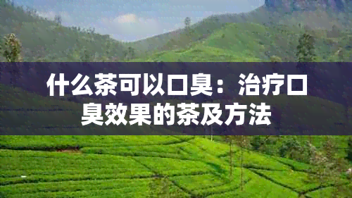 什么茶可以口臭：治疗口臭效果的茶及方法