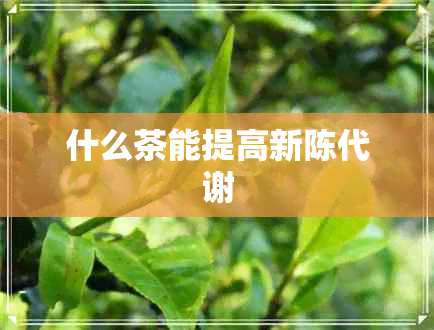 什么茶能提高新陈代谢