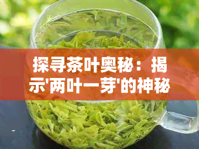 探寻茶叶奥秘：揭示'两叶一芽'的神秘身份与独特韵味