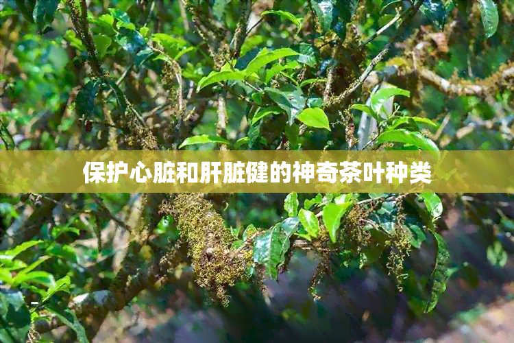 保护心脏和肝脏健的神奇茶叶种类