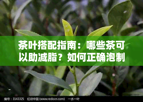 茶叶搭配指南：哪些茶可以助减脂？如何正确泡制以发挥效果？