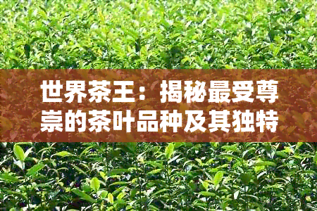 世界茶王：揭秘最受尊崇的茶叶品种及其独特魅力