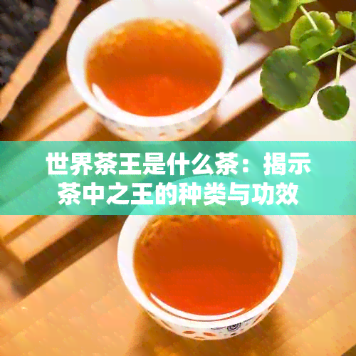 世界茶王是什么茶：揭示茶中之王的种类与功效