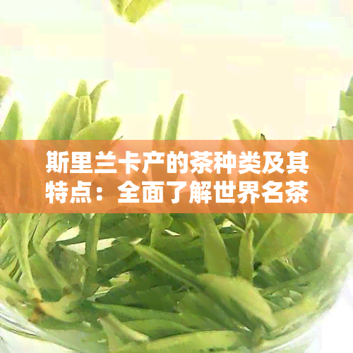 斯里兰卡产的茶种类及其特点：全面了解世界名茶的发源地