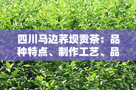 四川马边荞坝贡茶：品种特点、制作工艺、品饮方法及购买渠道全解析