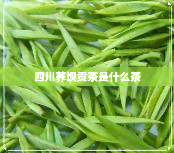 四川荞坝贡茶是什么茶