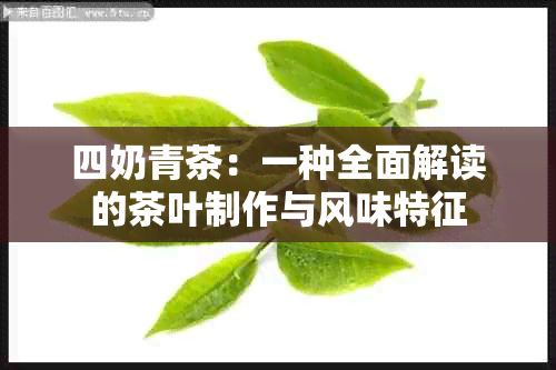 四奶青茶：一种全面解读的茶叶制作与风味特征