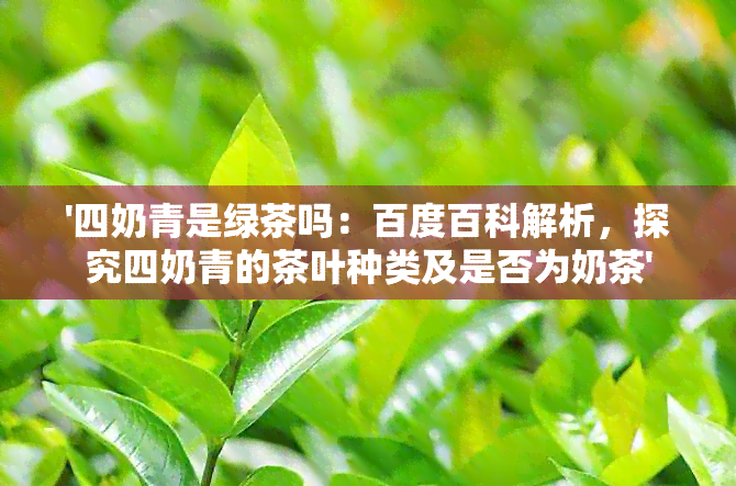 '四奶青是绿茶吗：百度百科解析，探究四奶青的茶叶种类及是否为奶茶'