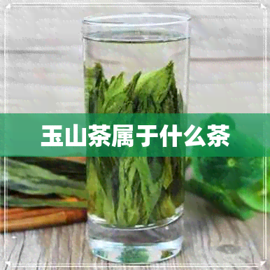 玉山茶属于什么茶