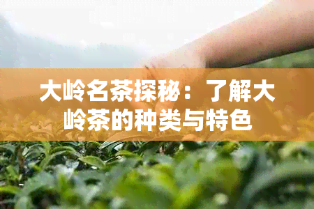 大岭名茶探秘：了解大岭茶的种类与特色