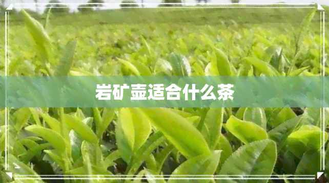 岩矿壶适合什么茶