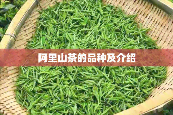 阿里山茶的品种及介绍