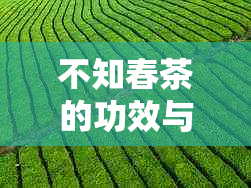 不知春茶的功效与作用：春茶是什么茶？春茶作用与价格全解析