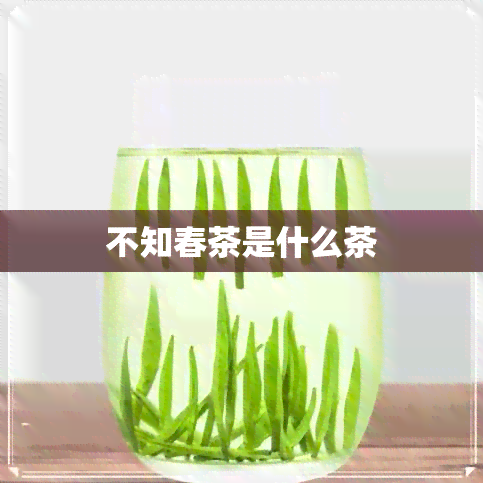 不知春茶是什么茶