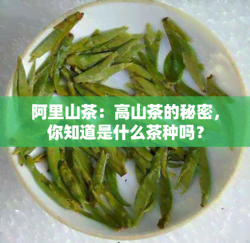 阿里山茶：高山茶的秘密，你知道是什么茶种吗？