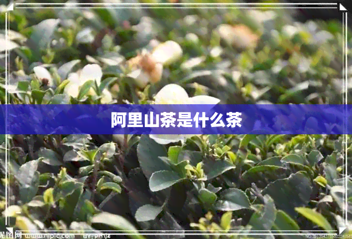 阿里山茶是什么茶