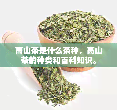 高山茶是什么茶种，高山茶的种类和百科知识。