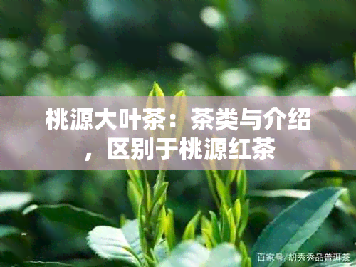 桃源大叶茶：茶类与介绍，区别于桃源红茶