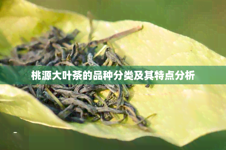 桃源大叶茶的品种分类及其特点分析