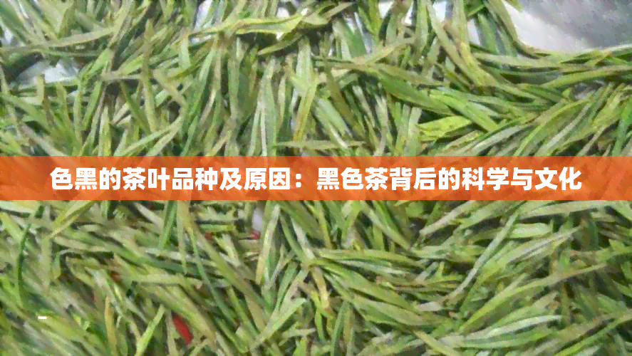 色黑的茶叶品种及原因：黑色茶背后的科学与文化