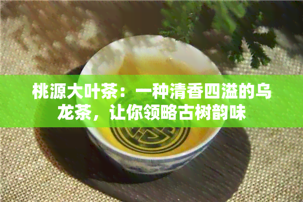 桃源大叶茶：一种清香四溢的乌龙茶，让你领略古树韵味