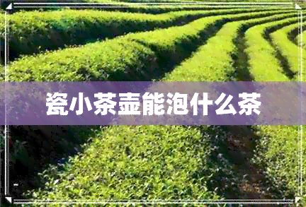 瓷小茶壶能泡什么茶