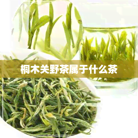 桐木关野茶属于什么茶