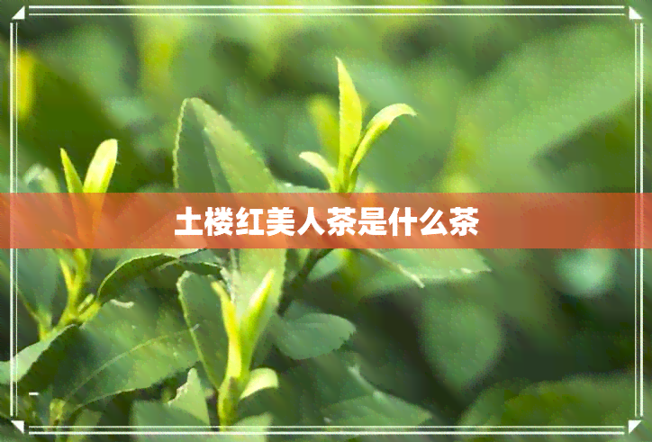 土楼红美人茶是什么茶