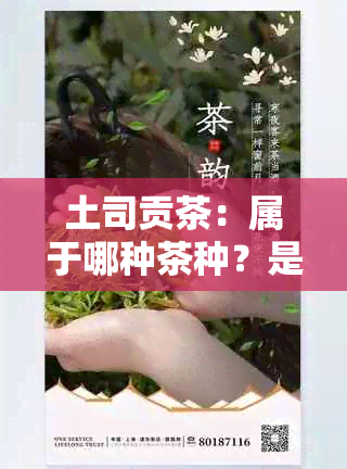 土司贡茶：属于哪种茶种？是绿茶吗？