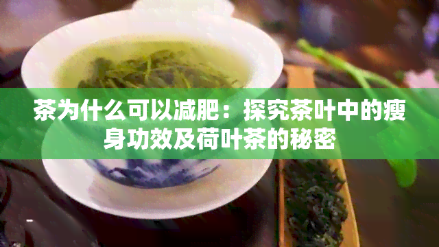 茶为什么可以减肥：探究茶叶中的瘦身功效及荷叶茶的秘密