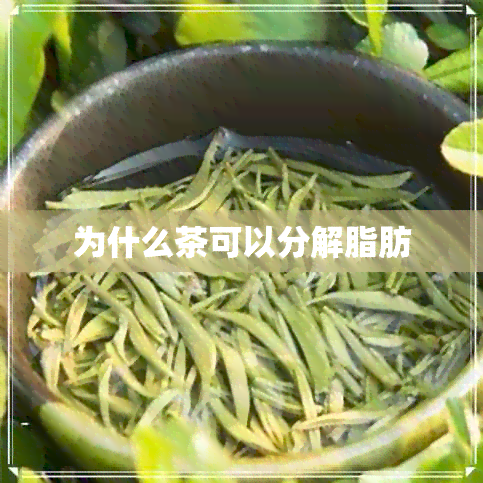 为什么茶可以分解脂肪