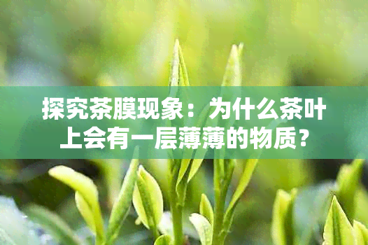 探究茶膜现象：为什么茶叶上会有一层薄薄的物质？