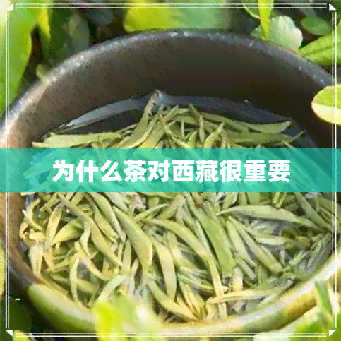 为什么茶对 *** 很重要