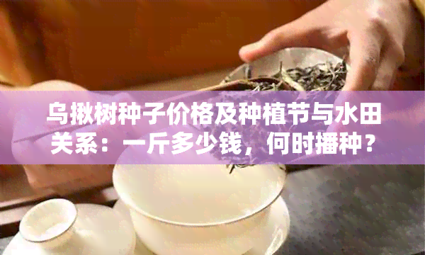 乌揪树种子价格及种植节与水田关系：一斤多少钱，何时播种？