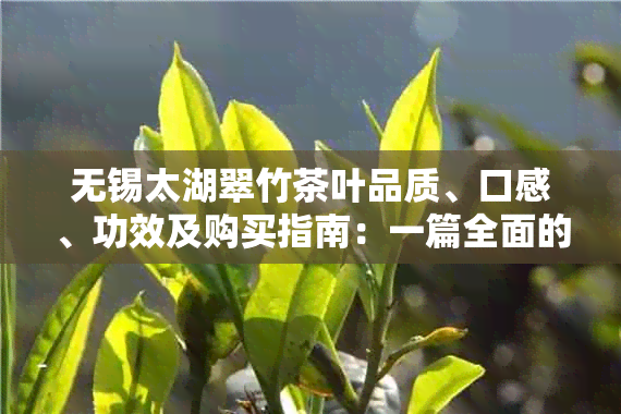 无锡太湖翠竹茶叶品质、口感、功效及购买指南：一篇全面的茶叶评价