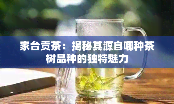 家台贡茶：揭秘其源自哪种茶树品种的独特魅力