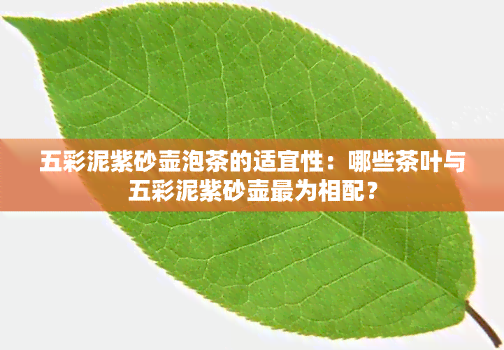 五彩泥紫砂壶泡茶的适宜性：哪些茶叶与五彩泥紫砂壶最为相配？